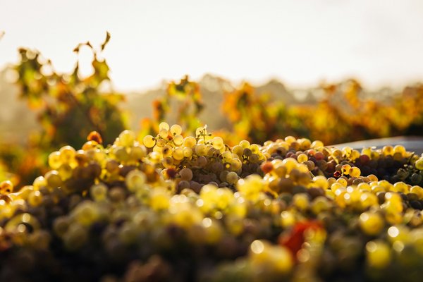 Comment organiser une visite des vignobles en Californie, USA?